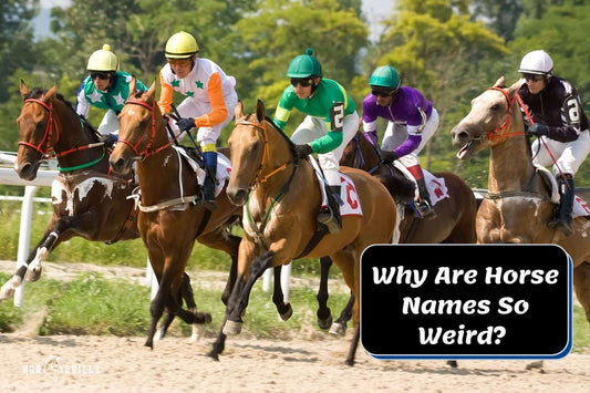 Why Are Horse Names So Weird? Rules &amp; Reasons This Happens