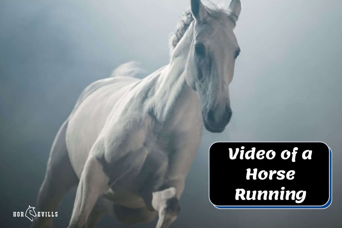 Beautiful Horse Running Video: Watch And Be Amazed!