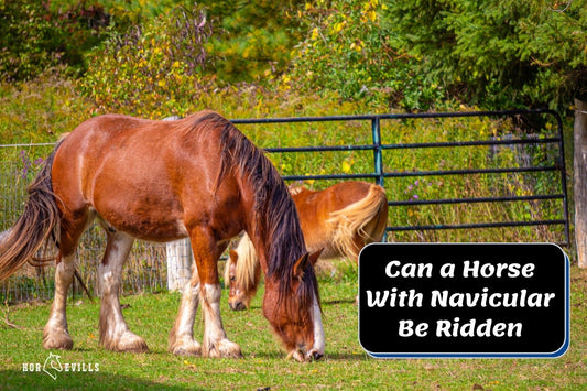 Can You Ride a Horse that Has Navicular?