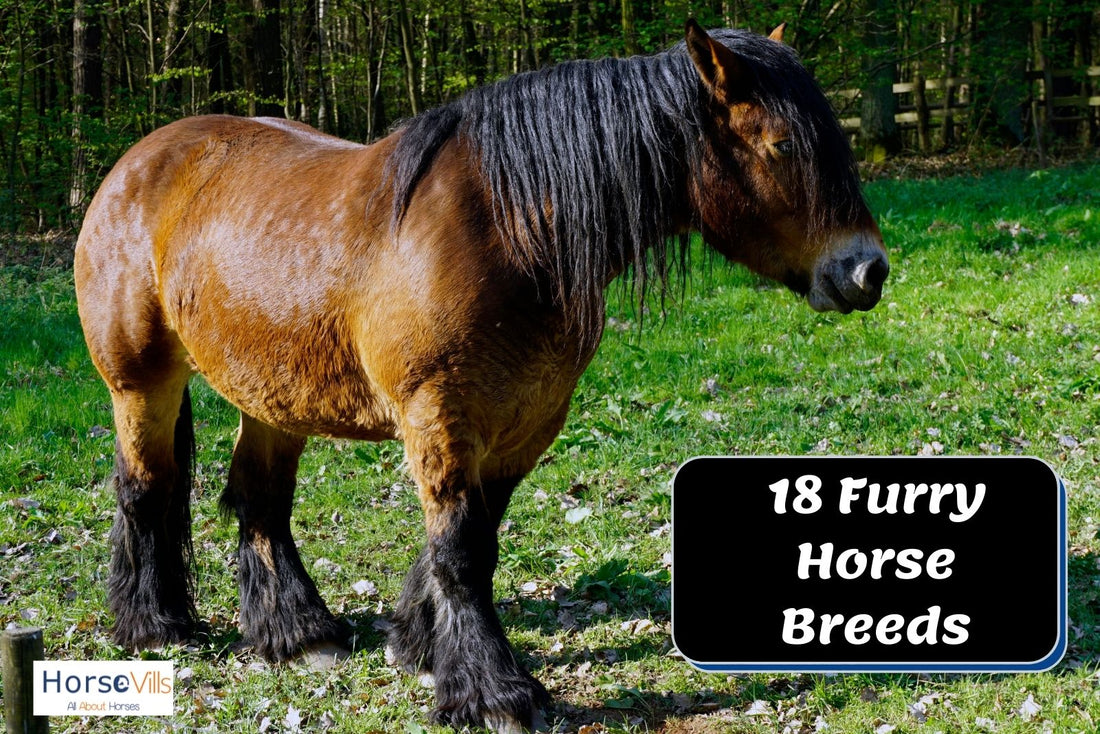 18 Furry Horses With Long Hair on Their Feet