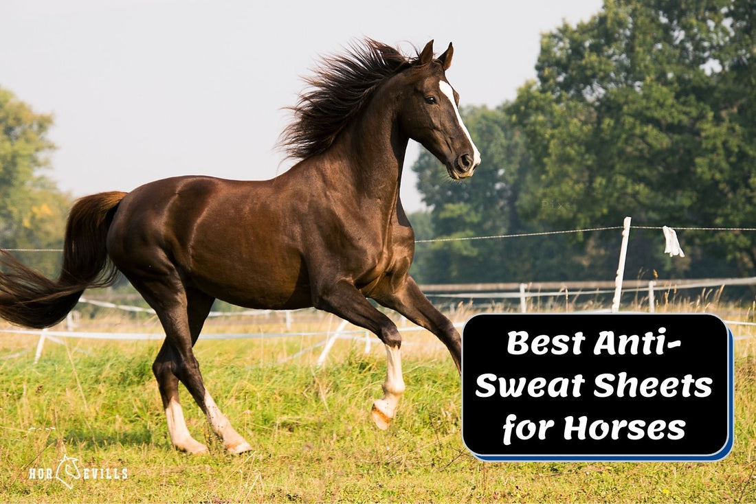 6 Best Anti-Sweat Sheet for Horses (Expert Review)