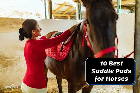 10 Best Saddle Pads for Horses: English & Western (2024)