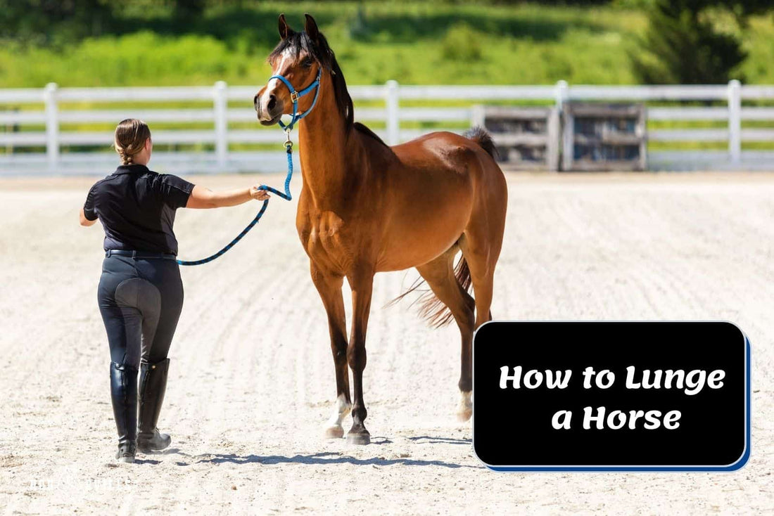 How to Lunge a Horse (Steps For Beginners & Key Safety Tips)