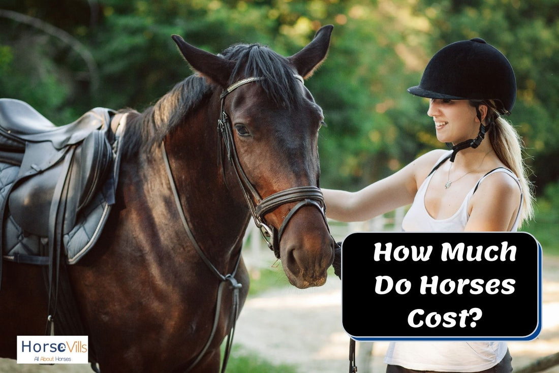 How Much Does it Cost to Buy and Maintain a Horse?