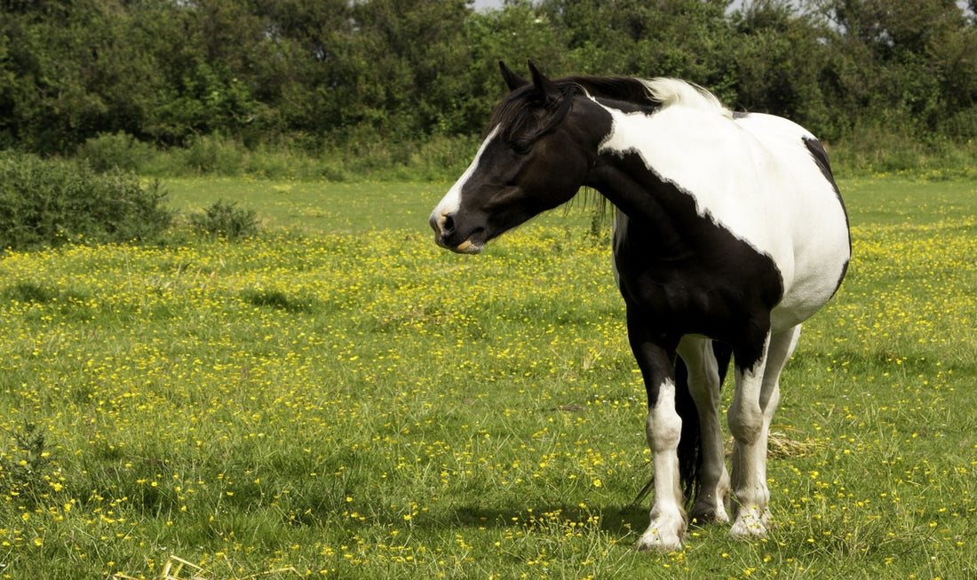 55 Best Black and White Horse Names for Males