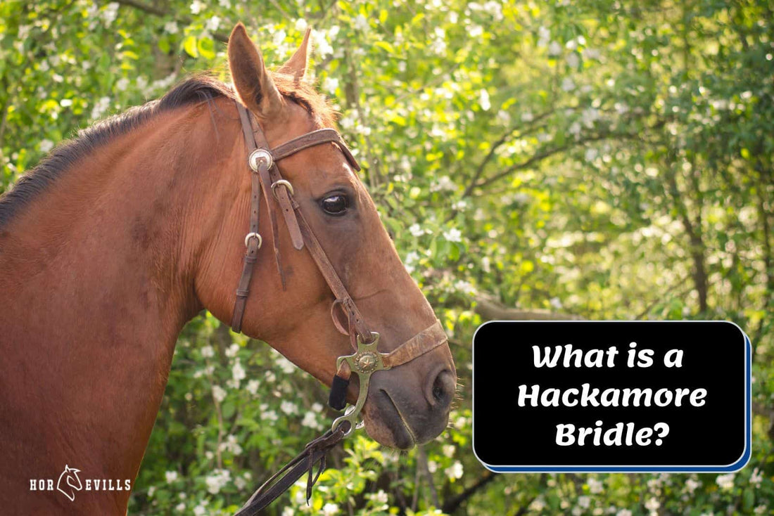 What is a Hackamore Bridle? [Types and Purposes]