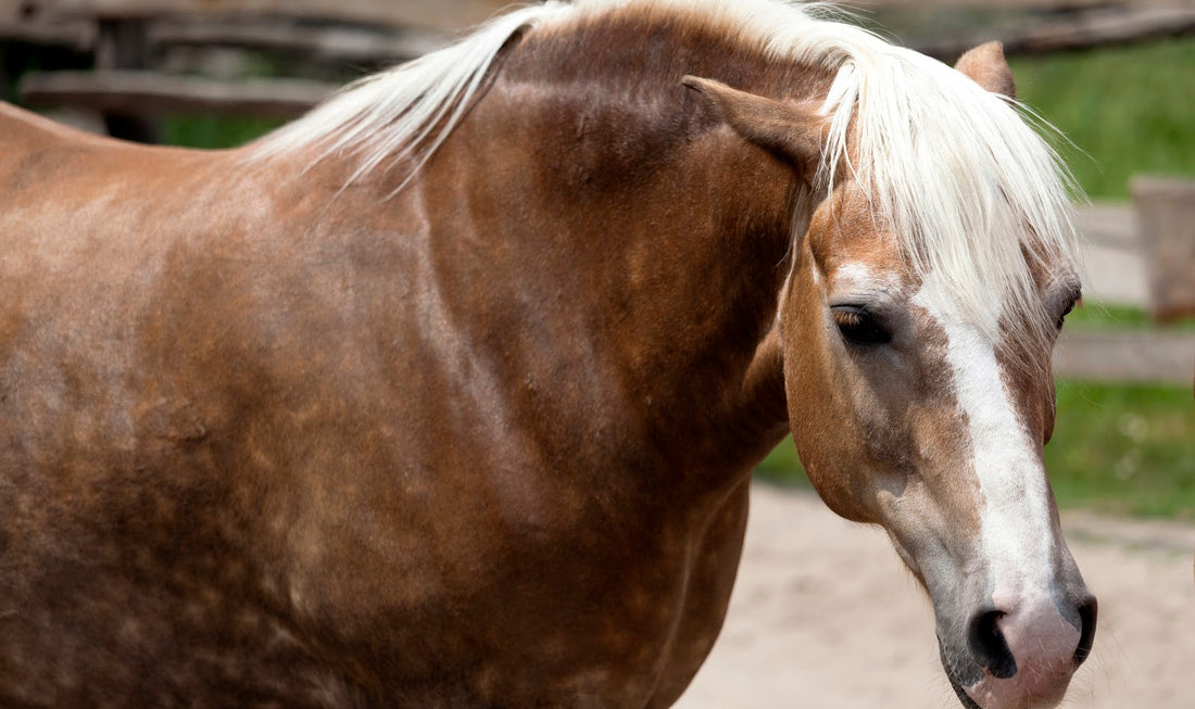 100 Amazing Giant Horse Names for Your XL Filly or Stallion