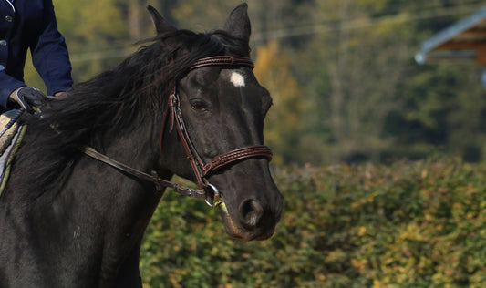 100 Dazzling Native American Black Horse Names