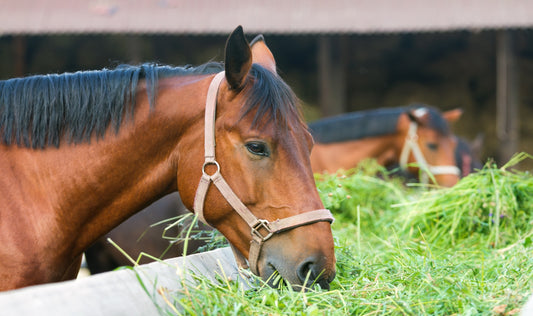 Can Horses Eat Cauliflower? + Other Foods to Feed Your Horse