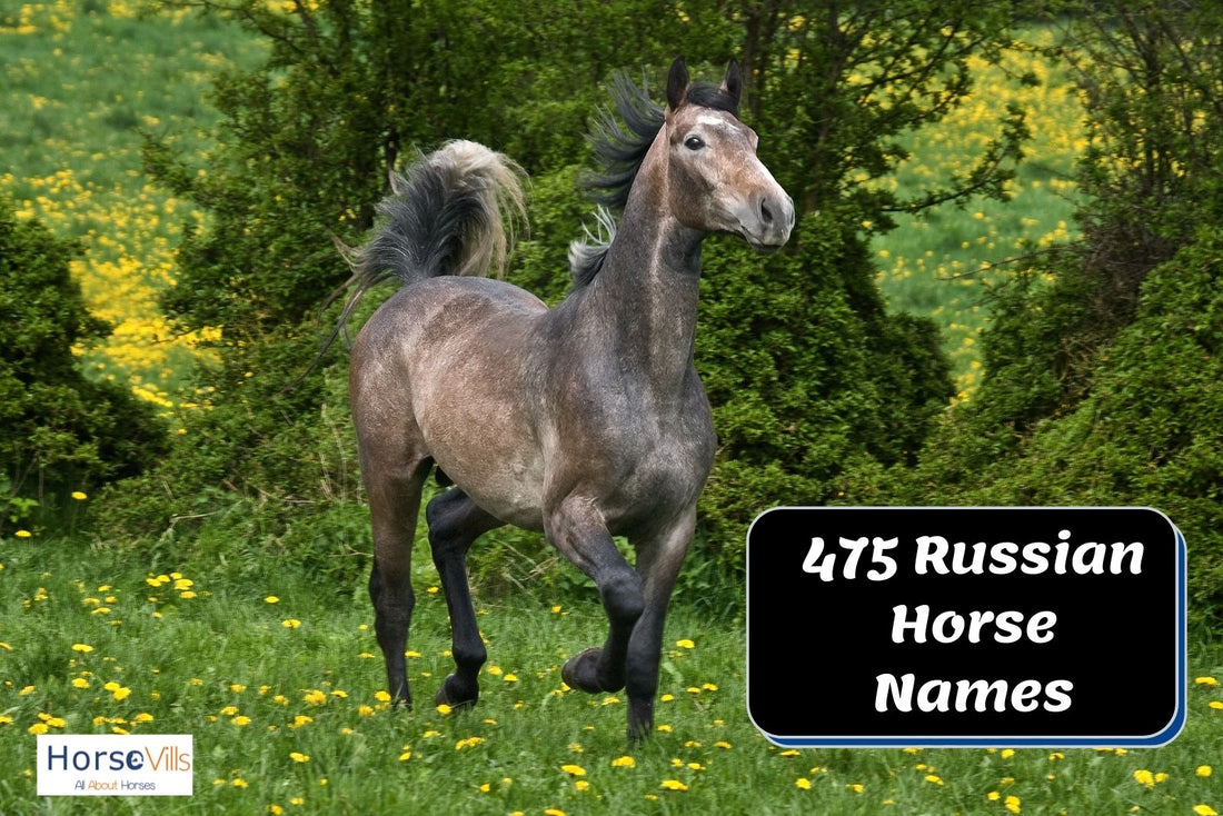 475 Startling Russian Horse Names for Males & Females