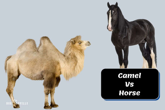 Camel Vs Horse: Their Differences, Similarities, and Uses