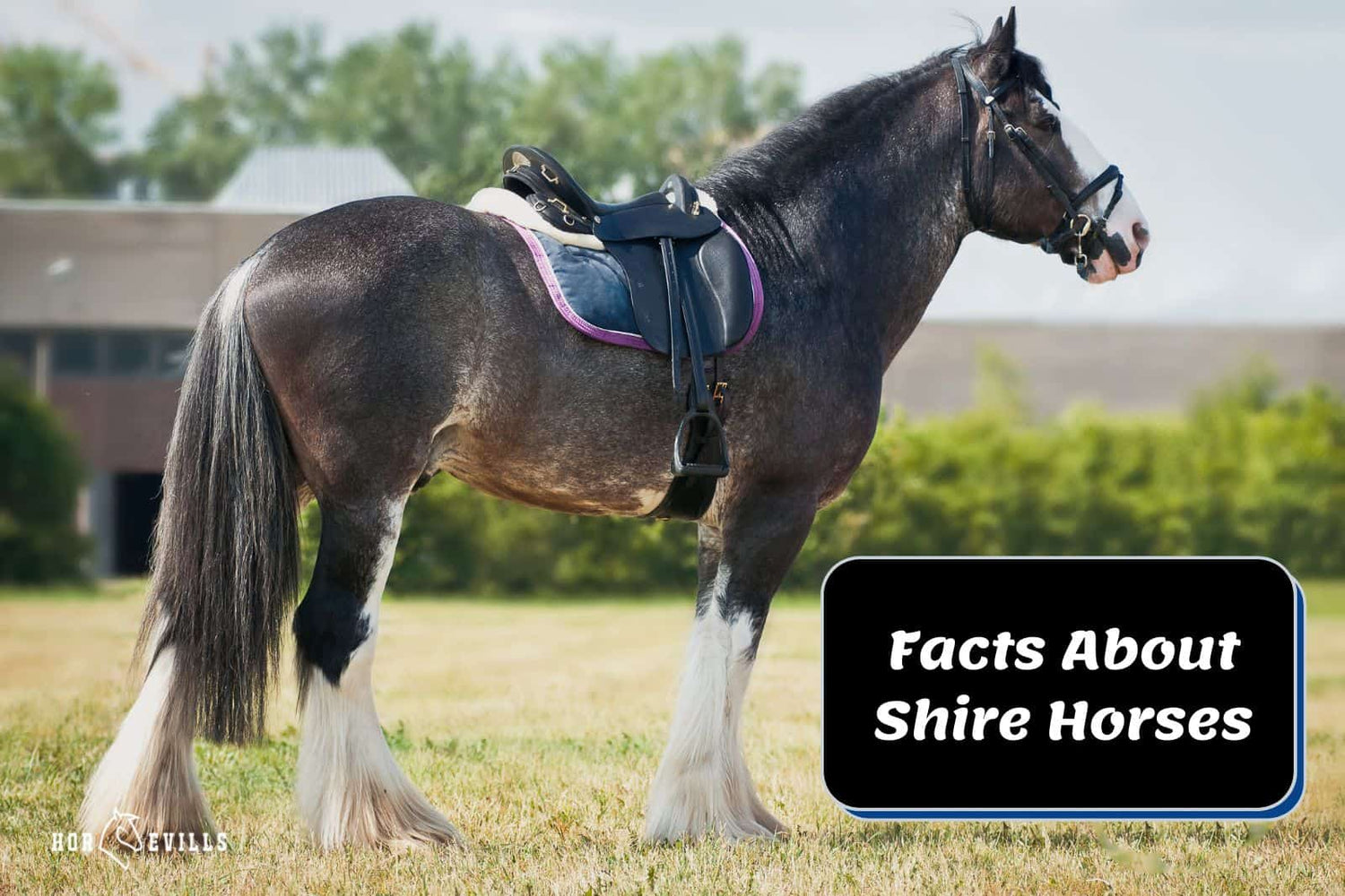 Shire Horse Facts Colors Everything You Need To Know My Store shire-horse-facts-colors-everything-you-need-to-know-my-store