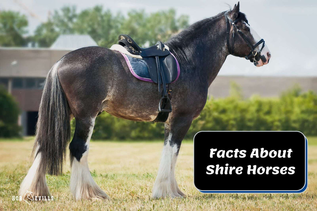 Shire Horse Facts, Colors &amp; Everything You Need To Know