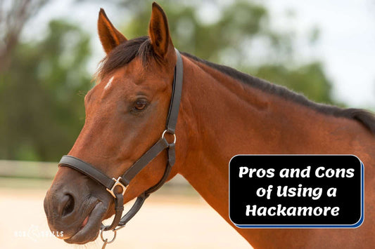 Pros and Cons of Using a Hackamore (Mechanical &amp; Western)